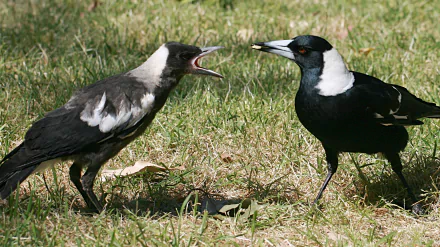 HD PC desktop wallpaper of two magpies on grass: a juvenile calling with open beak while an adult stands facing it.