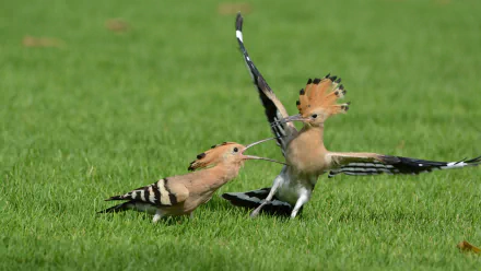 A stunning 4K Ultra HD wallpaper featuring two hoopoes engaged in a dynamic display on vibrant green grass, showcasing their distinctive plumage and behaviors.