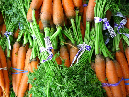 A vibrant collection of fresh carrots with green tops, tied with labels, displayed for a colorful food-themed HD desktop wallpaper and background.