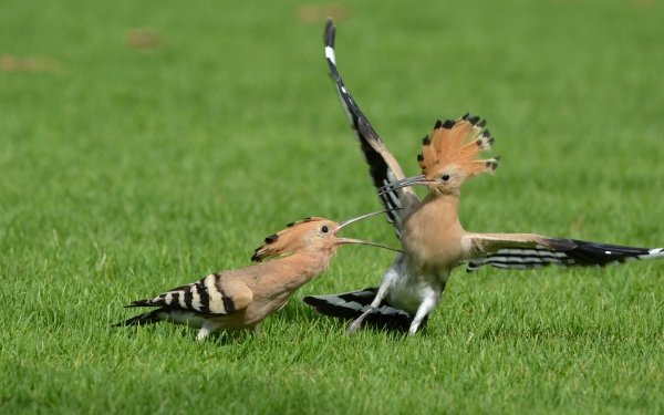 Animal Hoopoe Birds HD Wallpaper | Background Image