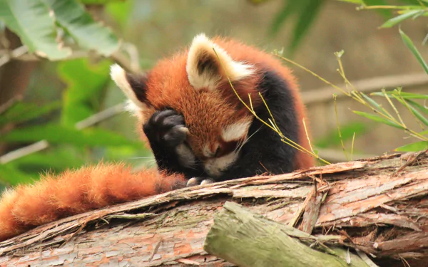 Animal red panda HD Desktop Wallpaper | Background Image