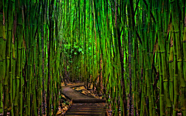 nature bamboo HD Desktop Wallpaper | Background Image