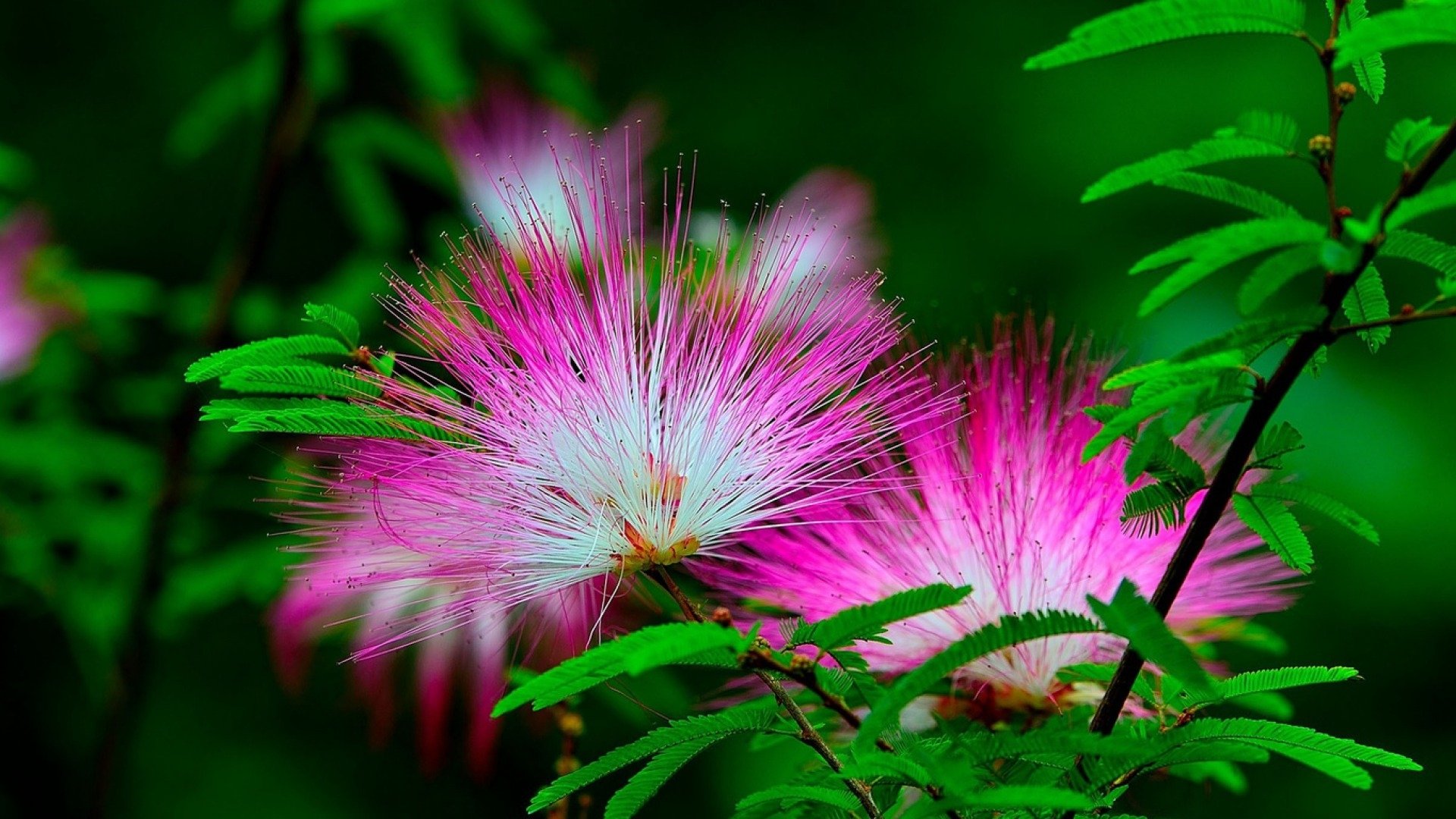 Download Nature Flower HD Wallpaper