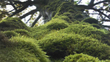 nature moss HD Desktop Wallpaper | Background Image