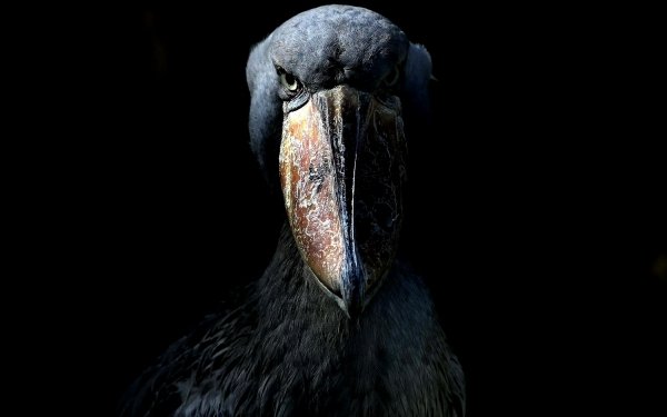Animal Shoebill Birds Storks HD Wallpaper | Background Image