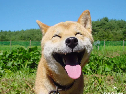 HD PC desktop wallpaper featuring a joyful Shiba Inu with its tongue out, set against a lush green field and clear blue sky background.