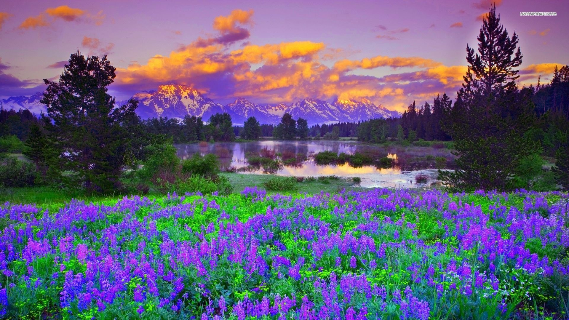 HD PC desktop wallpaper and background of nature at sunset: purple wildflowers in a meadow by a reflective pond, trees and distant mountains under an orange-pink sky.