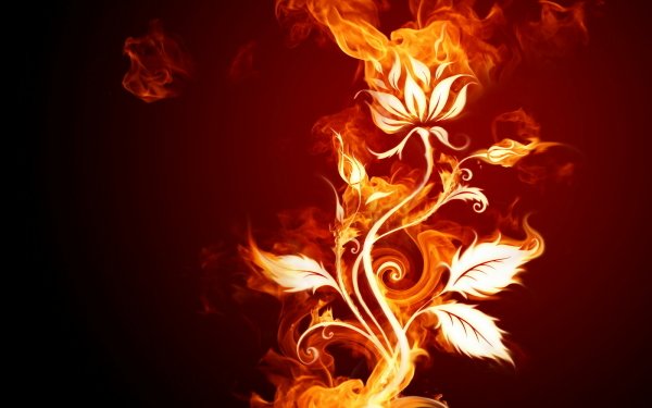 Artistic Flower Flowers Elemental Fire HD Wallpaper | Background Image