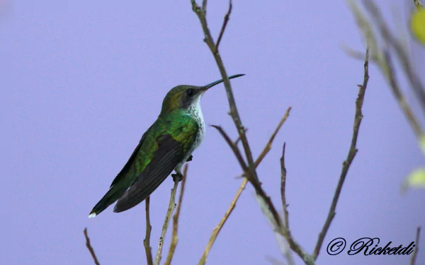  Red-billed Streamertail ( Female ) by Ricketdi
