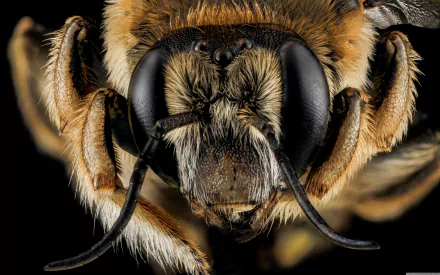 Animal moth HD Desktop Wallpaper | Background Image