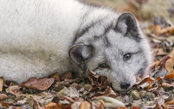 A close-up of an arctic fox resting among autumn leaves, captured in 4K Ultra HD as a PC desktop wallpaper and background.