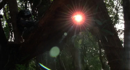 movie Predator HD Desktop Wallpaper | Background Image