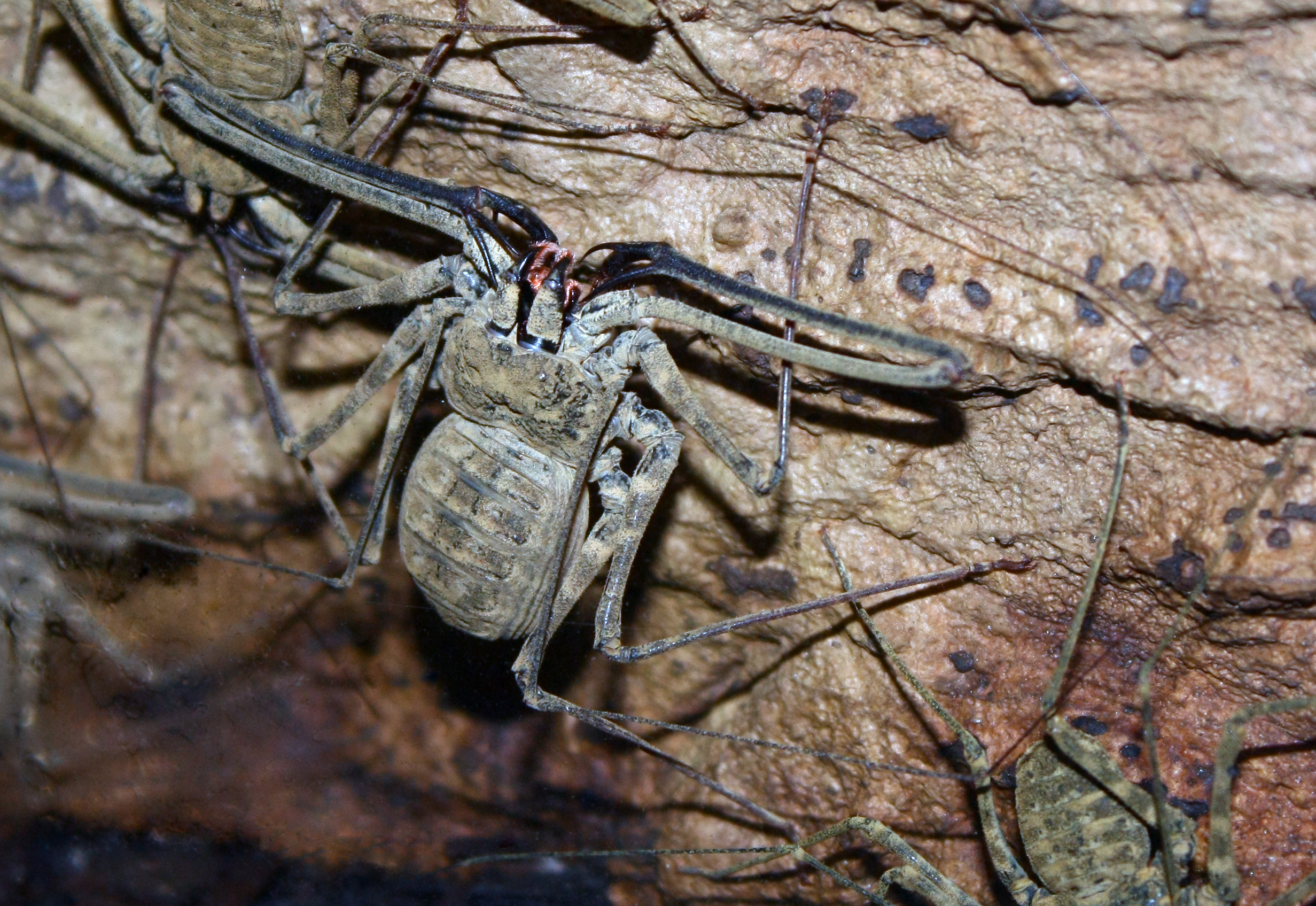 South American Cave Spider Full HD Wallpaper and Background Image ...