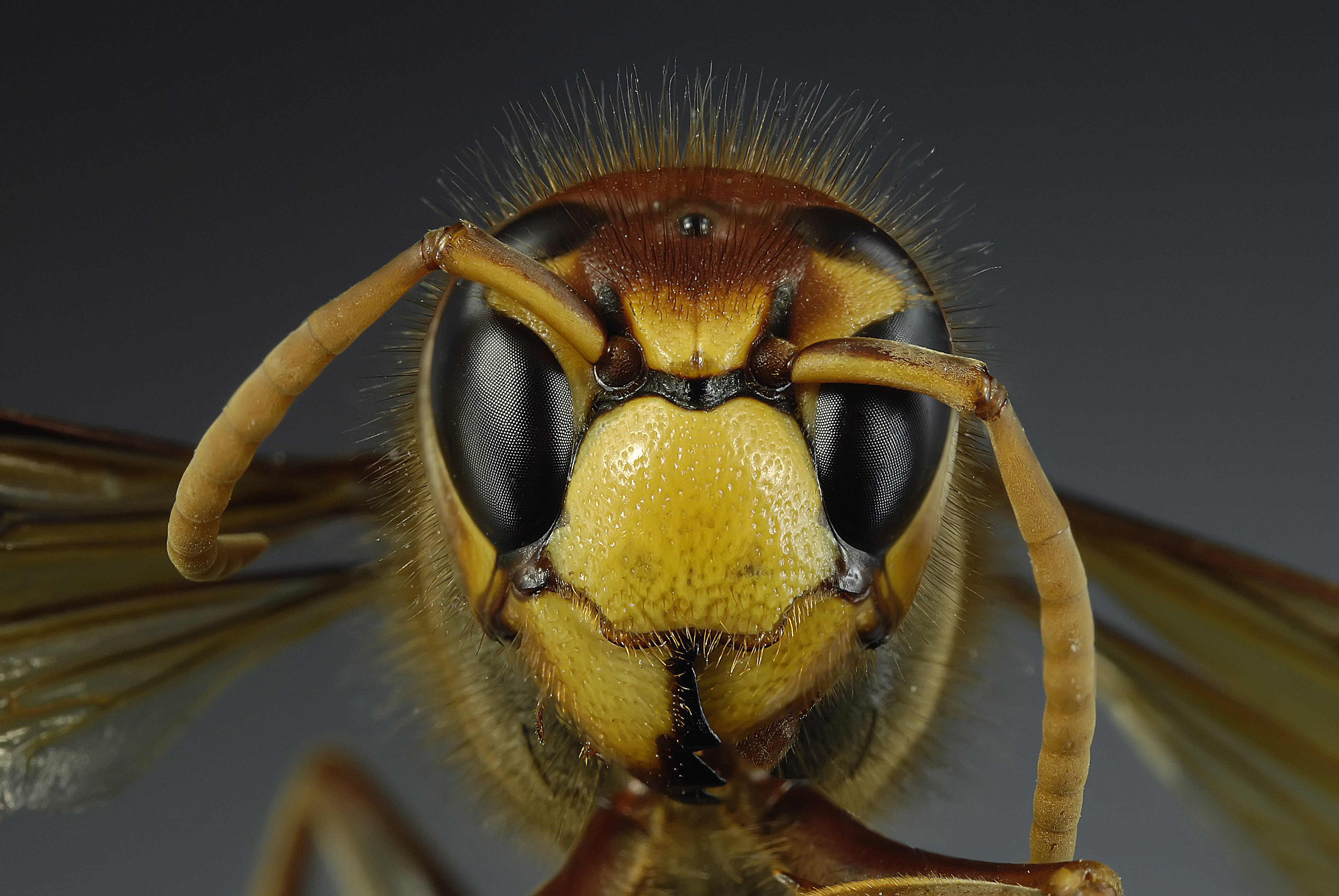 Animal Wasp HD Wallpaper | Background Image