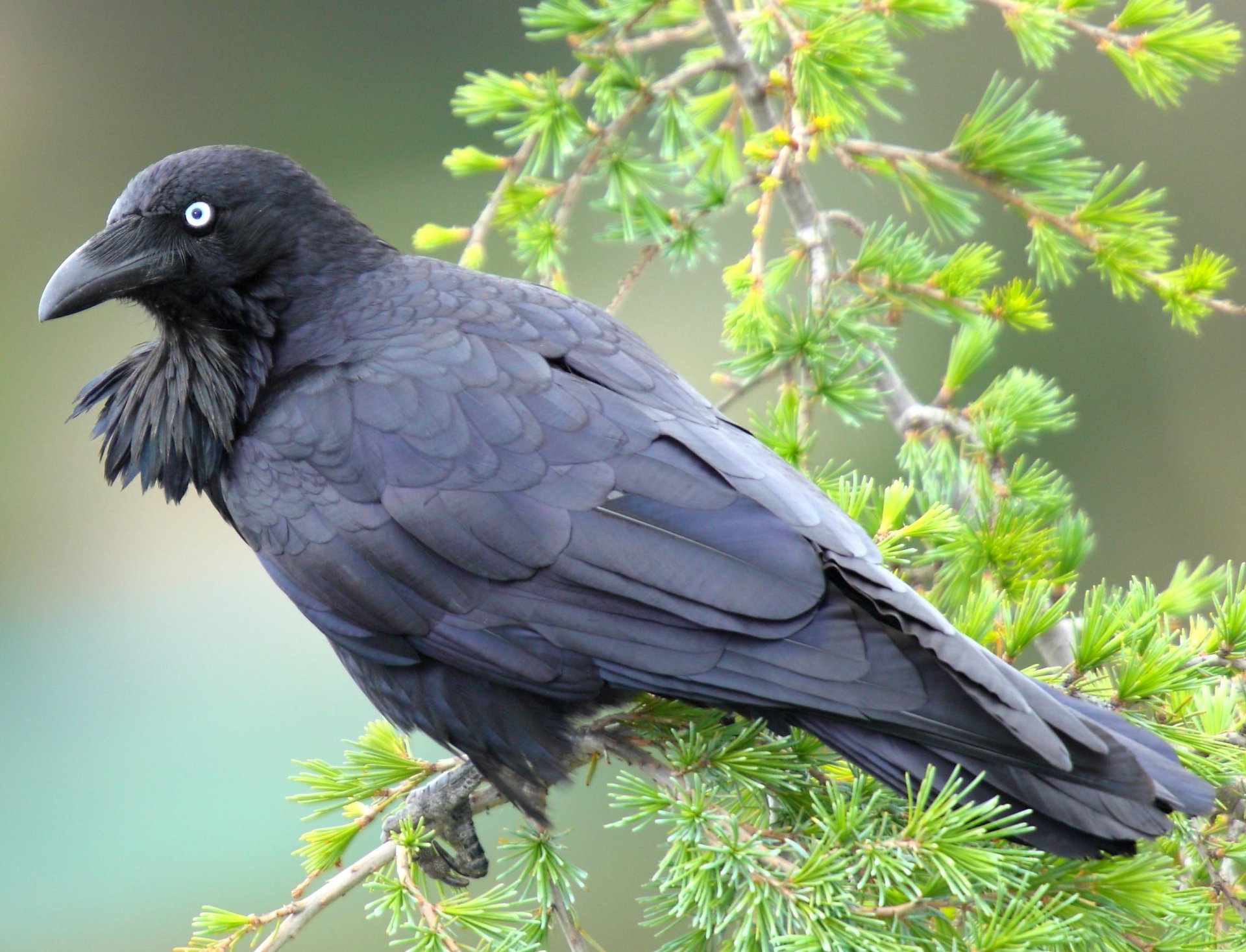 Corbeau Full HD Fond d