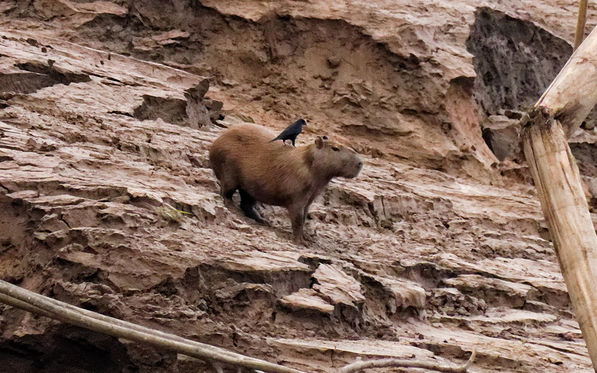 Capybara Fond d'écran HD | Arrière-Plan | 1920x1200 | ID:587360