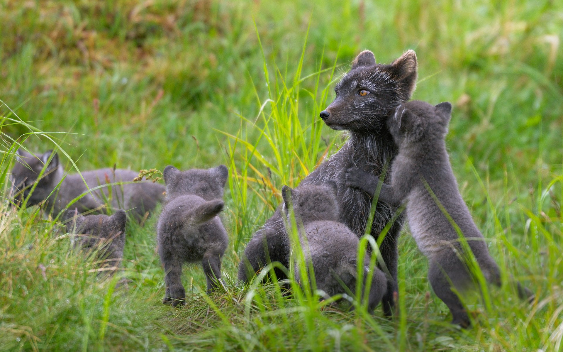 HD PC desktop wallpaper featuring a group of playful gray fox kits in a lush green field.