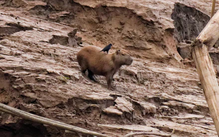 Animal capybara HD Desktop Wallpaper | Background Image