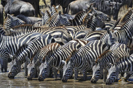  Zebras Drinking