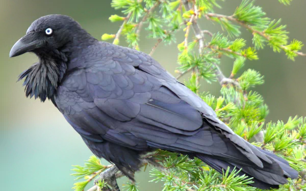 Animal raven HD Desktop Wallpaper | Background Image