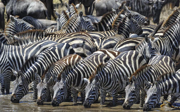  Zebras Drinking
