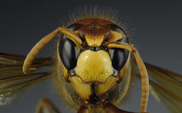 Animal wasp HD Desktop Wallpaper | Background Image