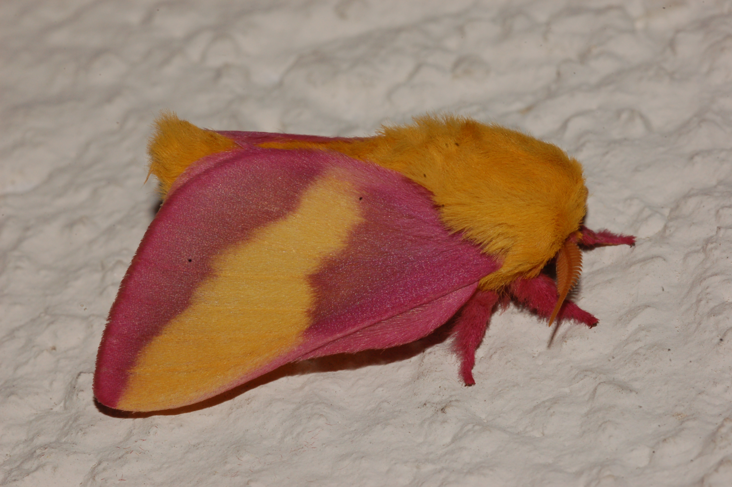 Rosy Maple Moth HD Wallpaper