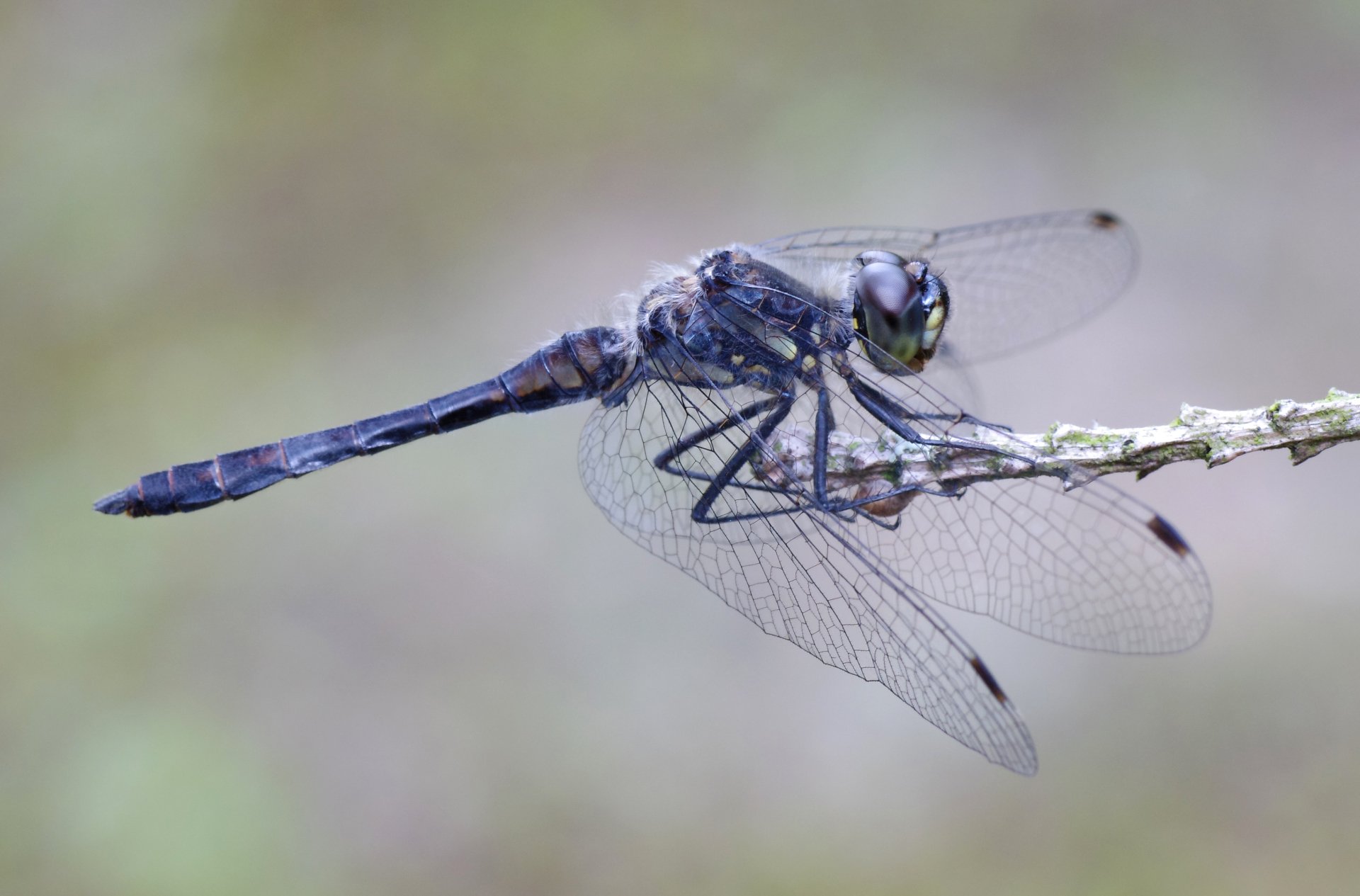 Download Animal Dragonfly HD Wallpaper