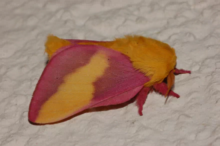 Animal rosy maple moth HD Desktop Wallpaper | Background Image