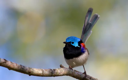 HD desktop wallpaper featuring a vibrant Superb fairywren perched on a branch with a blurred natural background, showcasing the colorful beauty of this small wren species.