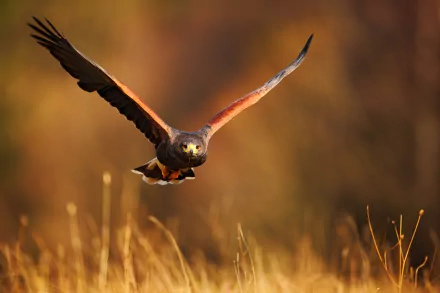 A majestic eagle soars gracefully through the air, its wings spread wide, captured in stunning detail. This 4K Ultra HD image makes an impressive desktop wallpaper and background.