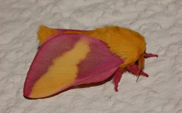 Animal rosy maple moth HD Desktop Wallpaper | Background Image