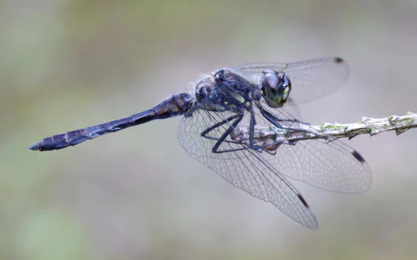 Animal dragonfly HD Desktop Wallpaper | Background Image