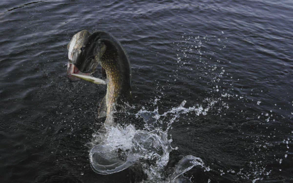 Animal northern pike HD Desktop Wallpaper | Background Image