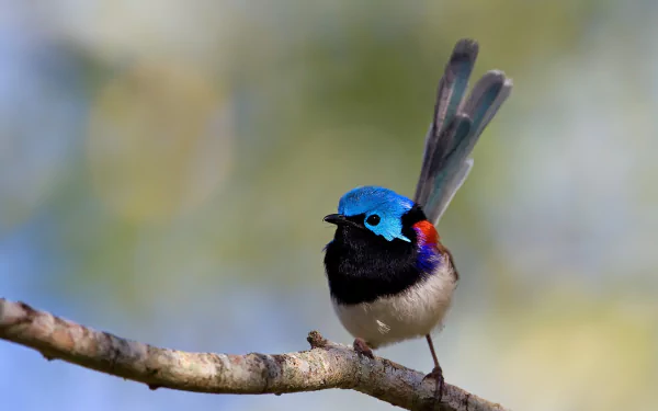 Superb fairywren Animal wren HD Desktop Wallpaper | Background Image