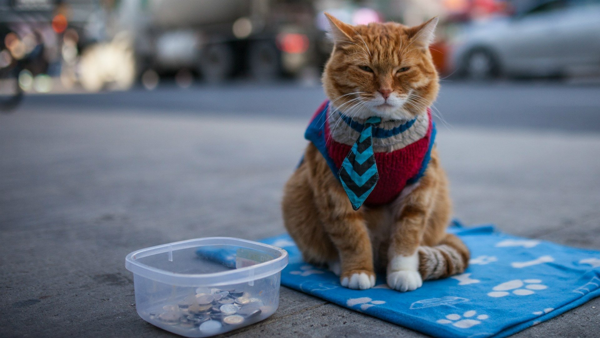 A well-dressed orange cat sits on a blue mat beside a container of coins, set against a bustling city background. This HD wallpaper captures a charming moment with an animal.
