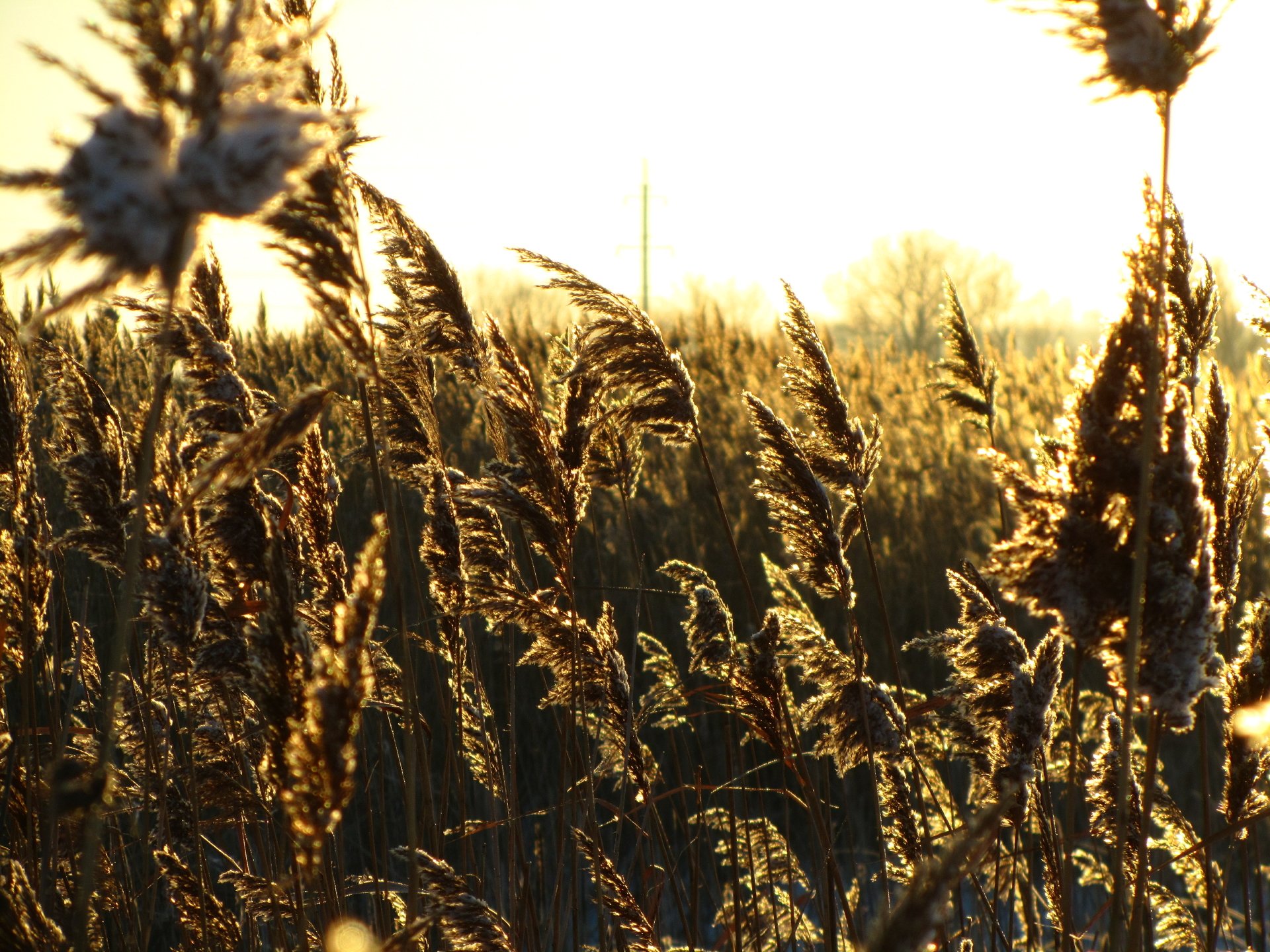 Download Nature Plant 4k Ultra HD Wallpaper by Vergilius