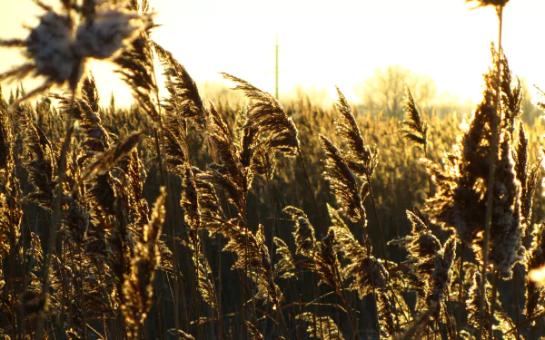 nature plant HD Desktop Wallpaper | Background Image