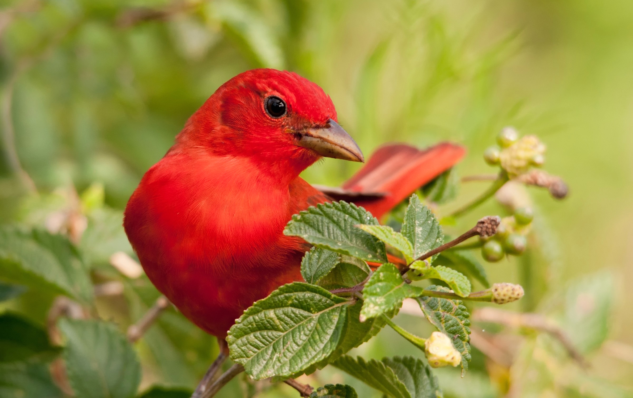 Summer Tanager, now classified in the Cardinal family HD ...