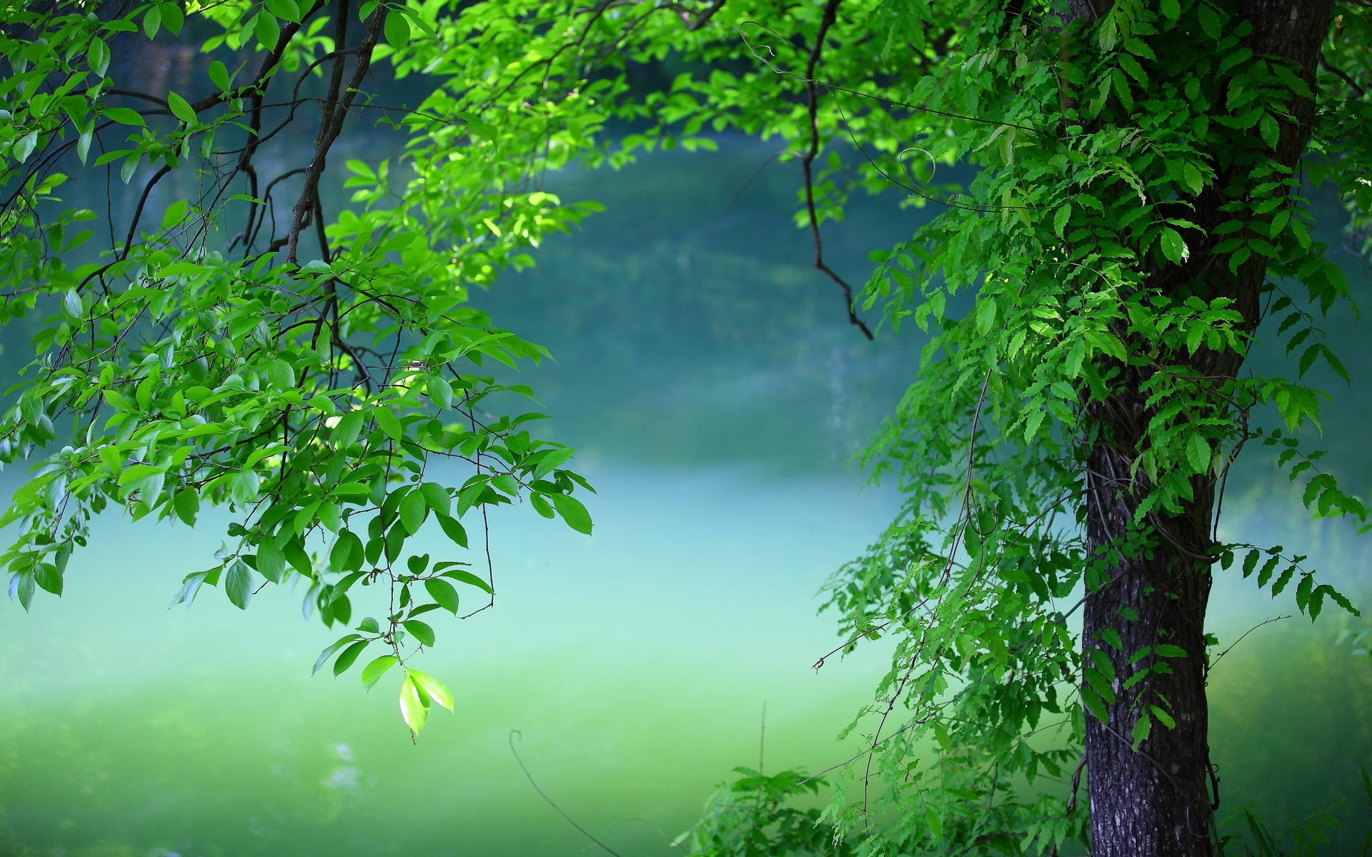 Tree Full HD Wallpaper and Background Image | 1920x1200 | ID:590348
