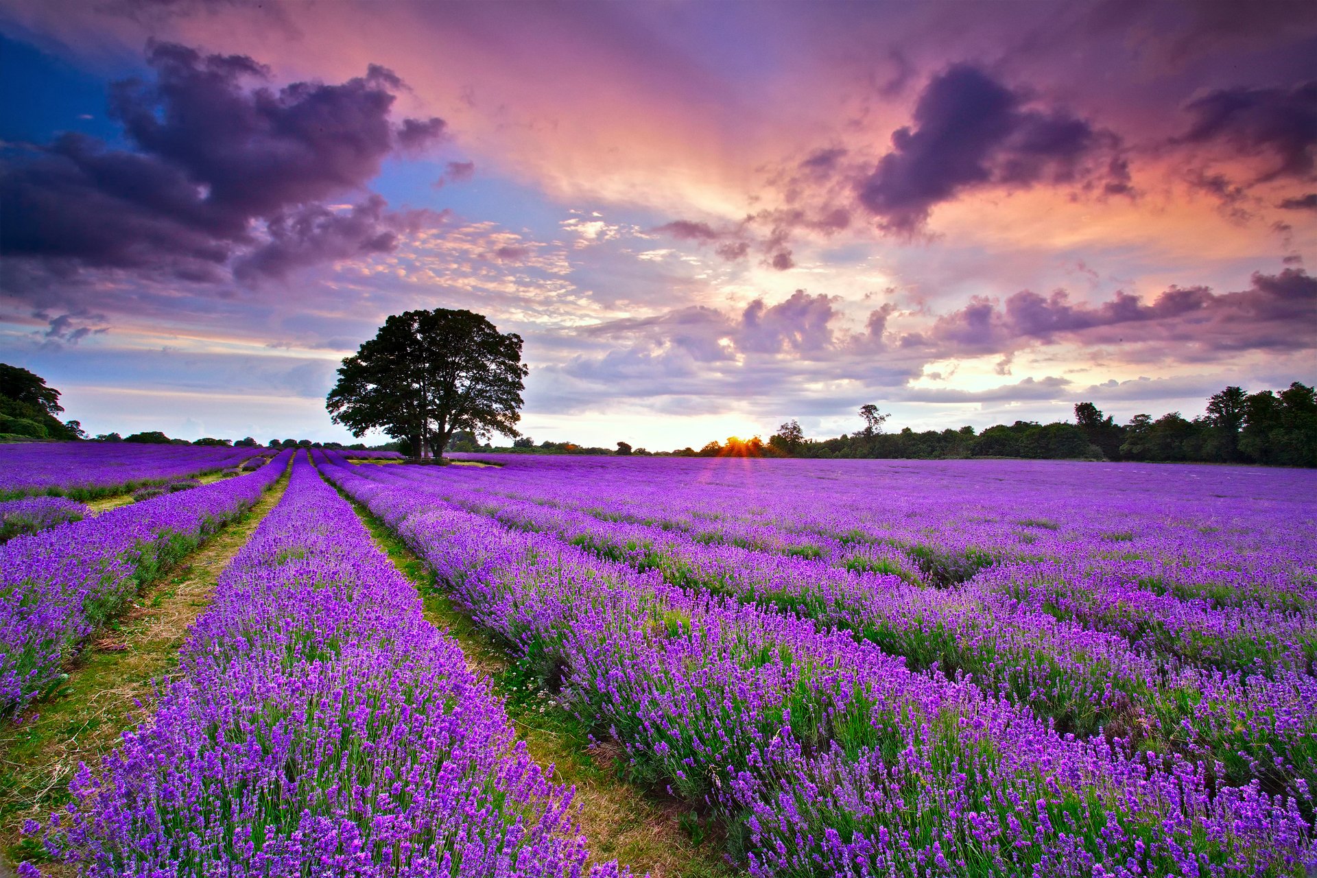  Lavender  Full HD Wallpaper  and Background  Image 