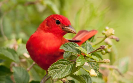  Summer Tanager, now classified in the Cardinal family
