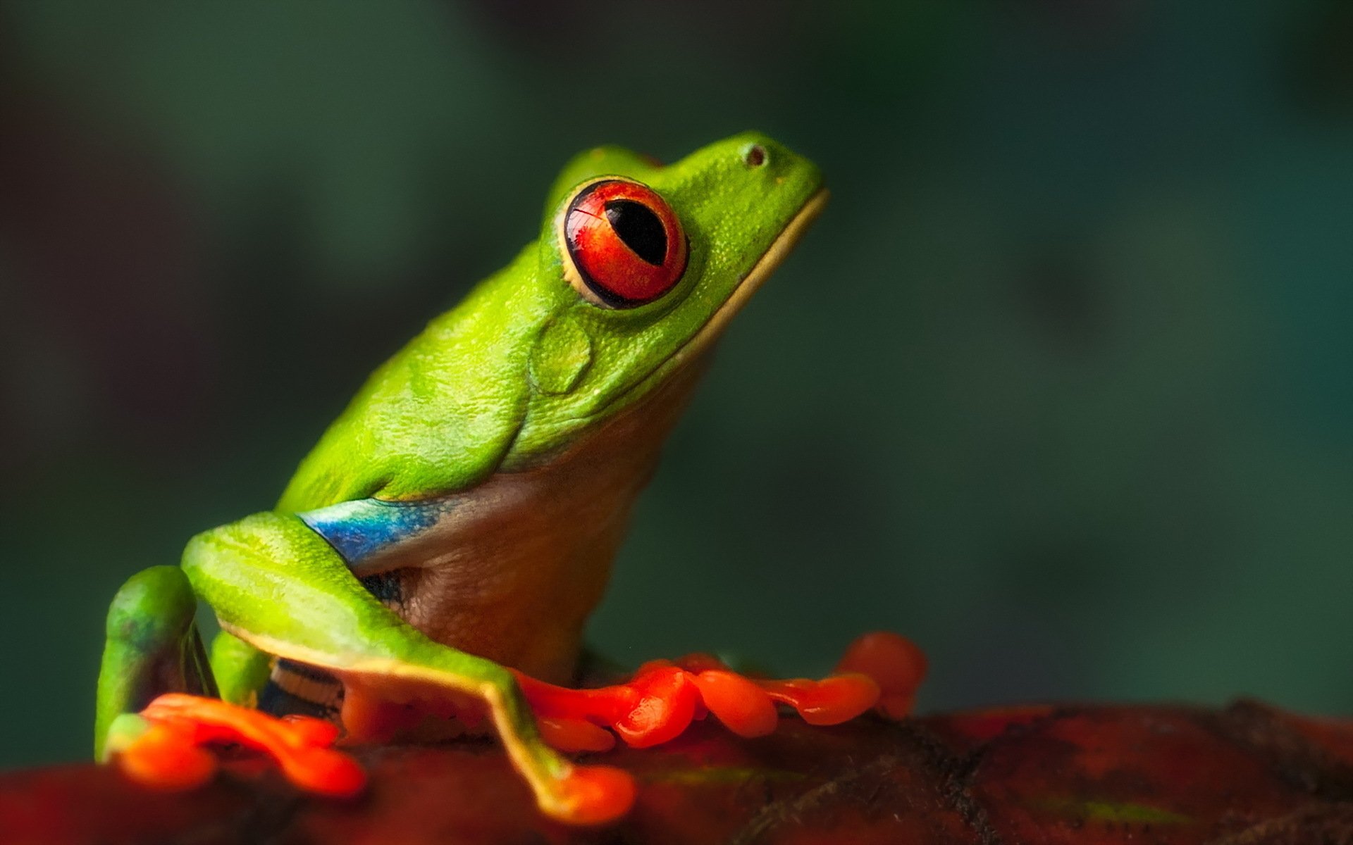 Download Animal Red-eyed Tree Frog HD Wallpaper