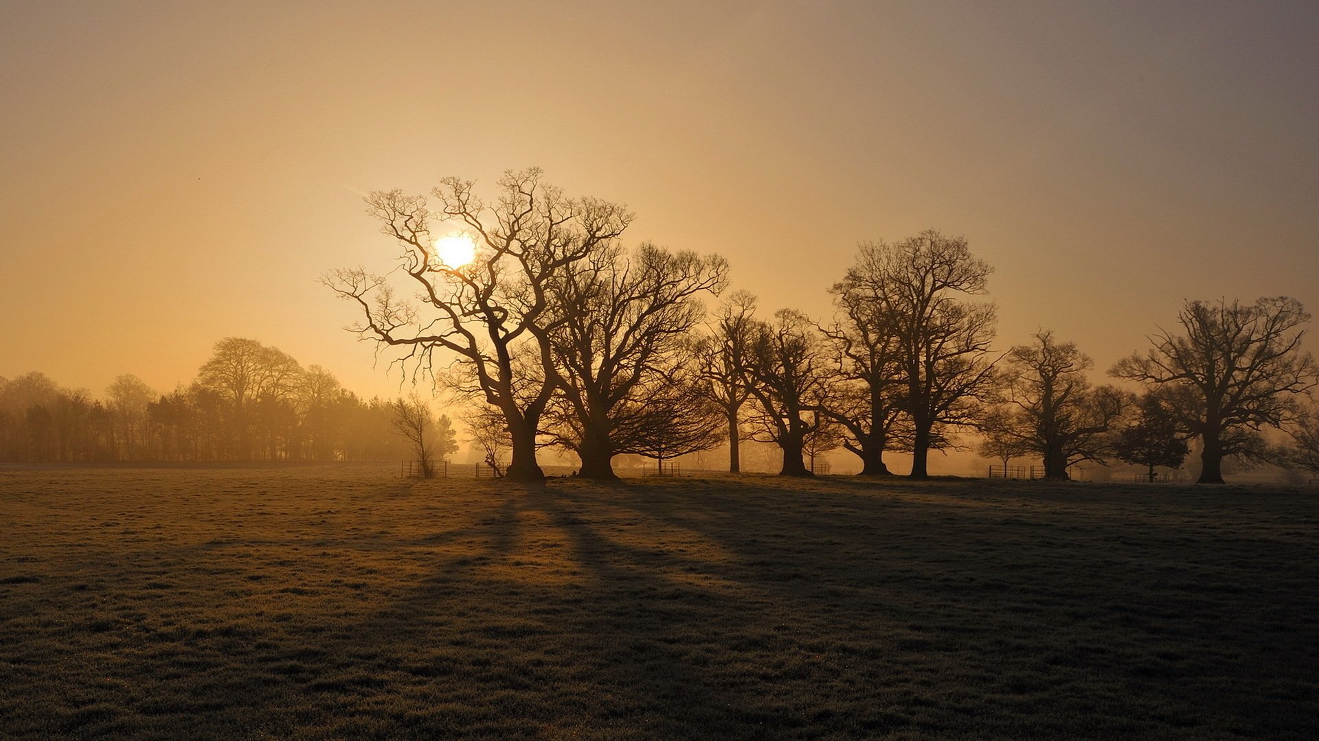 Download Nature Tree HD Wallpaper