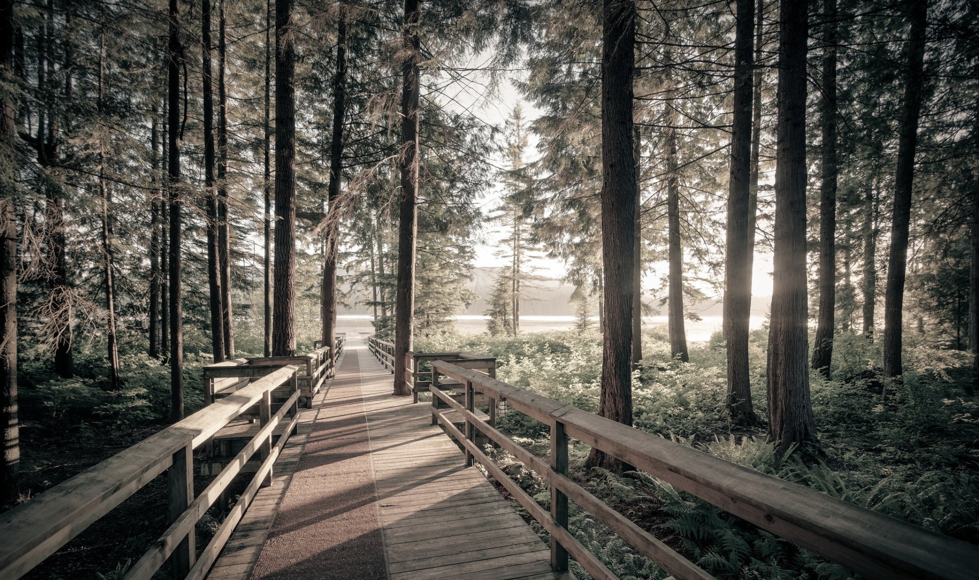 Download Nature Forest HD Wallpaper