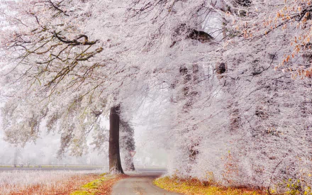 road winter leaf nature tree HD Desktop Wallpaper | Background Image