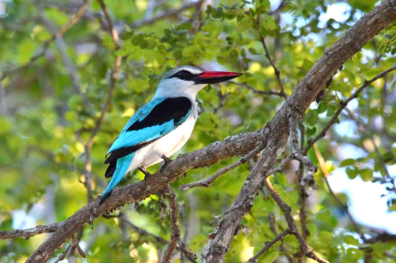  Woodland Kingfisher (halcyon senegalensis)
