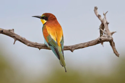 European bee-eater (animal) perched on a bare branch, showing vivid yellow, green and chestnut plumage — HD PC desktop wallpaper/background.