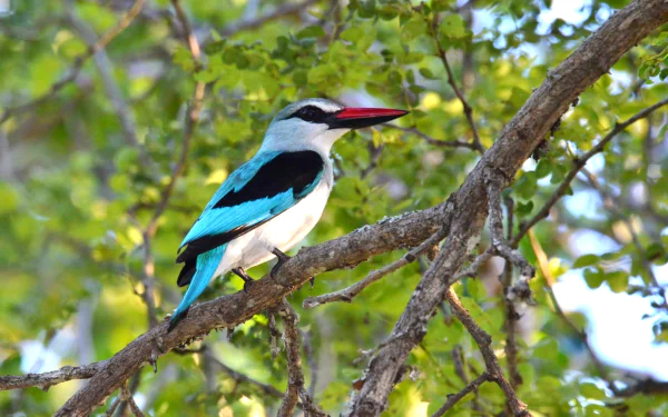 Vibrant woodland kingfisher perched on a branch in Kruger National Park, South Africa, showcasing its striking blue and white feathers against lush green foliage.