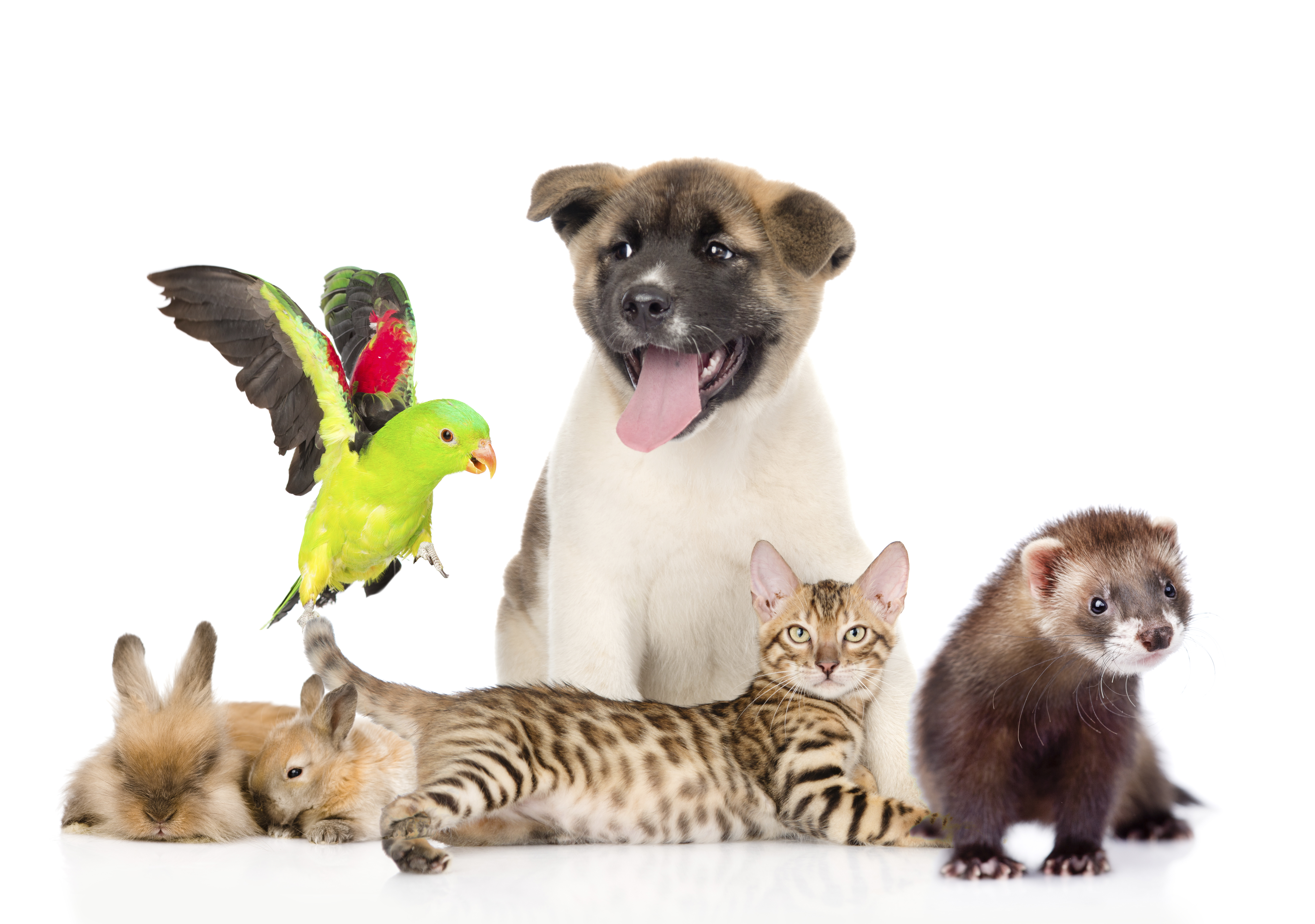 Animal Pets HD Wallpaper | Background Image